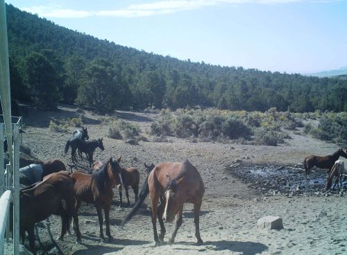 Horses standing around a drying spring