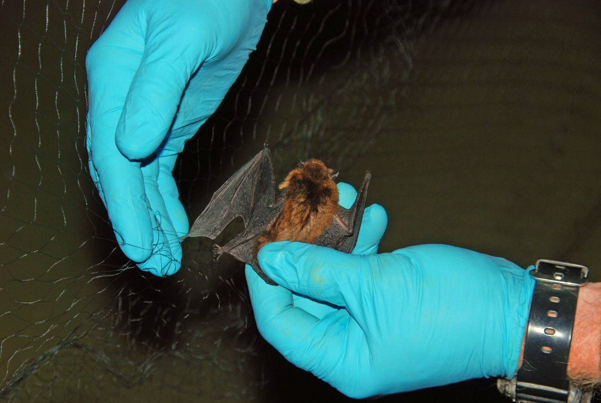 A BLM biologist gently removing a bat from a catch net used during an Oregon bat survey in 2012.