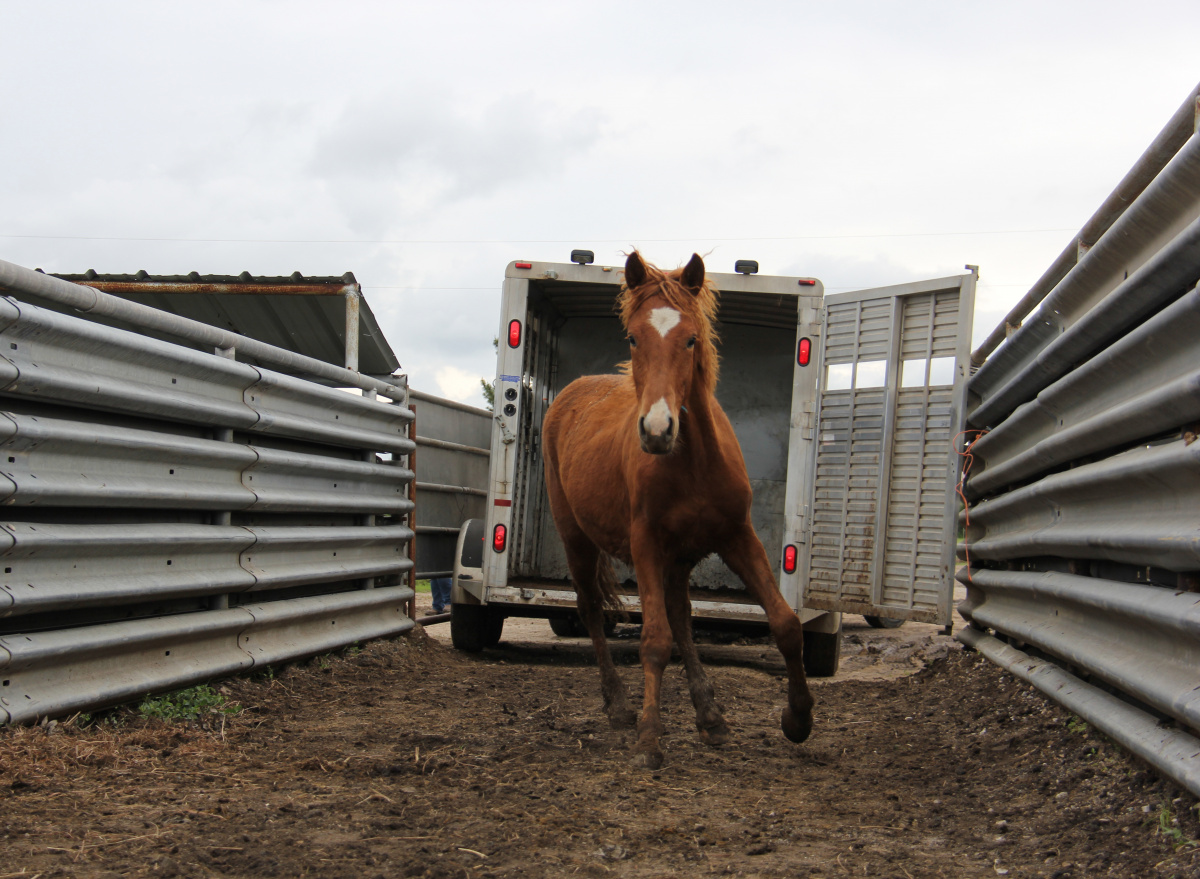 Sorrel yearling loading. 