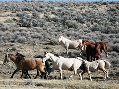 Horses in the high desert. Photo by the BLM.