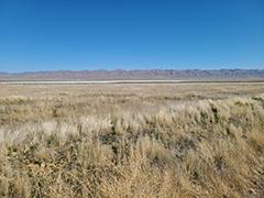 A dry lakebed with tall grass. 