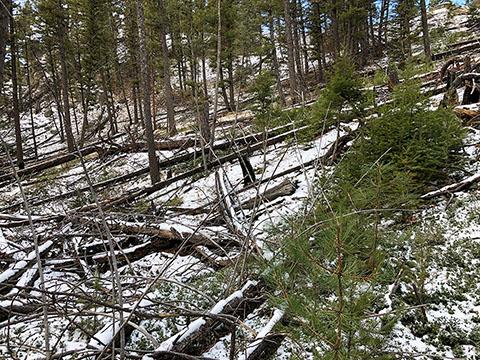 Downed trees show fuel conditions before Tri-county Fire Safe Working Group 