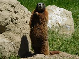 Yellow Bellied Marmot standing on hind legs in front of rocks