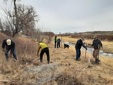 Volunteers planting cottonwood trees along the Missouri River