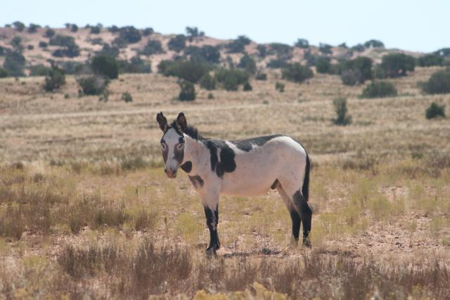 A burro eyes the camera in a brown grassy field in the Canyonlands HMA.