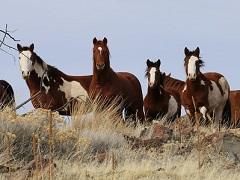 Wild horses on the range in northeast California. Photo by Amanda Gearhart, BLM.