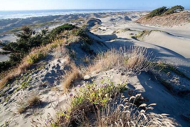 Landscape photo of dunes with the California coast in the background