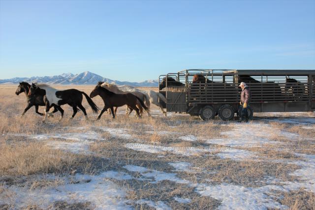 Horses being released from a horse trailer onto the range. 