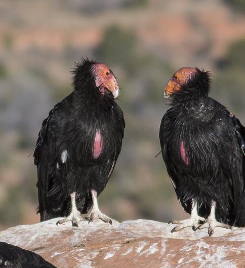 Two California condors standing on a rock looking at each other.