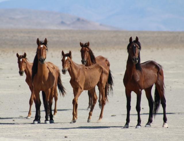 Five wild horses standing in an open playa