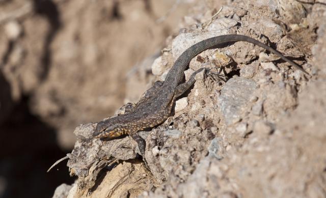 A lizard with a brown back, orange-tinted underside and spots on its side.