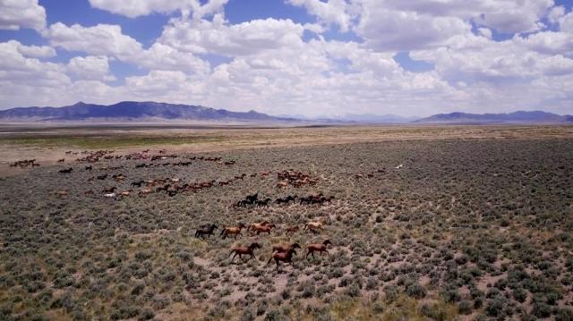 Horses running on the range. 
