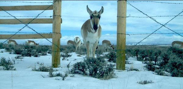 A pronghorn uses a modified fence opening