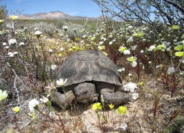 A Desert tortoise in the Mojave