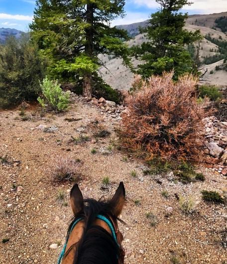 A forest seen from the perspective of someone on horseback. 