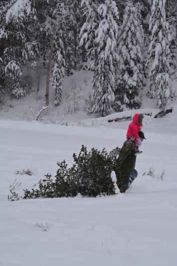 Man carrying a child on his shoulders and dragging a Christmas tree