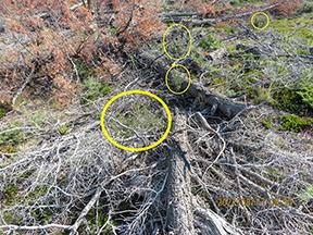 Slash pile, dried up branches, with young mountain mahogany plants growing out of it. 