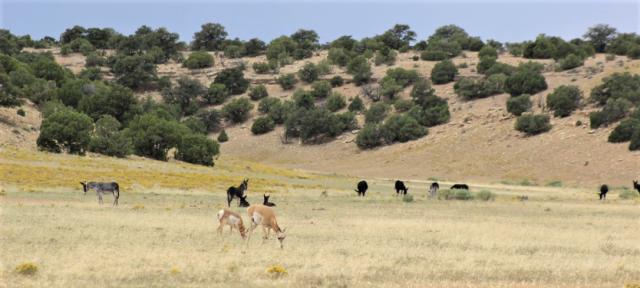 Pronghorn grazing alongside wild burros