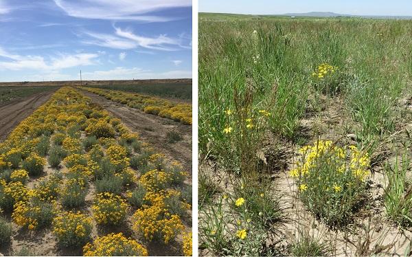 side-by-side of yellow  locally adapted native seed (left) and a biodiverse ecosystem with yellow plants (right).