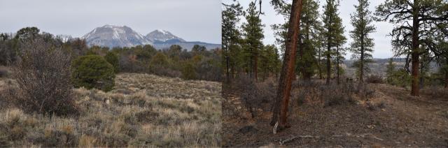 Ray Mesa is known for its rugged terrain old-growth Ponderosa, and wildlife habitat. Left: Grasses with juniper and sage brush with snow-capped mountains in the background. Right: tall Ponderosa trees with brush and leaf litter on the ground. 