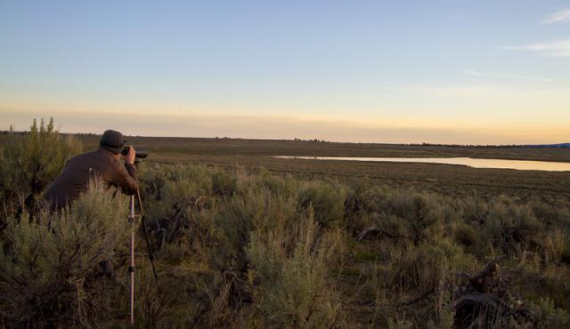 A BLM biologist views a sage-grouse lek near Steens Mountain, Oregon