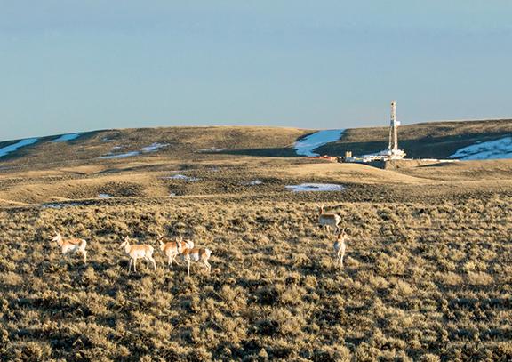 Pronghorn antelope and natural gas wells in sagebrush-steppe
