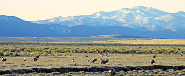 Sagebrush panorama with mountains, pronghorn antelope and sage-grouse