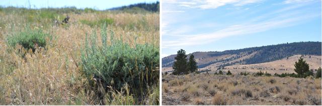 Two-photo strip shows cheatgrass invading sagebrush and conifer trees encroaching on sagebrush
