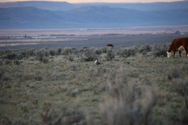 Greater sage-grouse and cattle appear on a ridge above a powerline and buildings