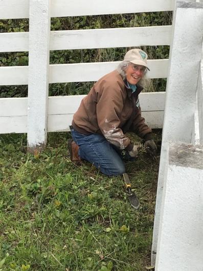 Outstanding Achievement winner Sandy Hayden removing invasive weeds at the Yaquina Head Outstanding Natural Area