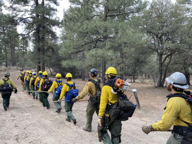 Wildland firefighters hiking in a line walking single file in a field with pine trees to the right. 