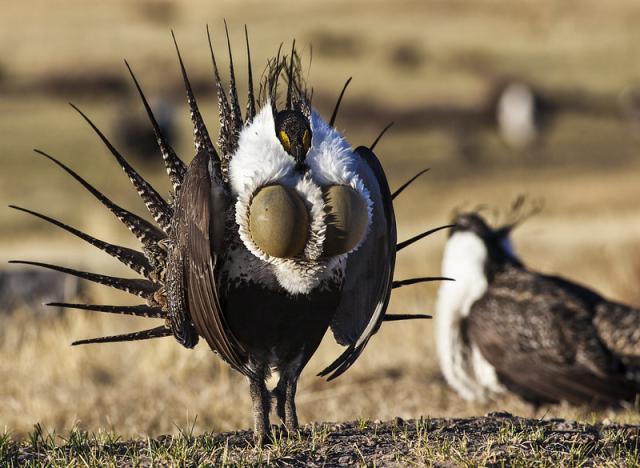 A male Greater sage-grouse displays to attract female attention