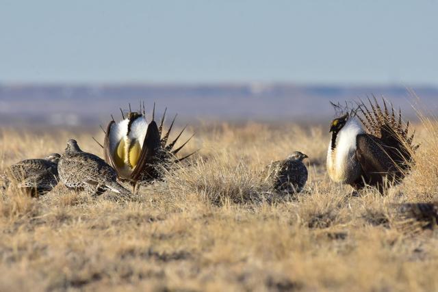 Male sage-grouse display to gain nearby females' attention on a lek