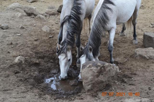 Horses drinking from a puddle. 