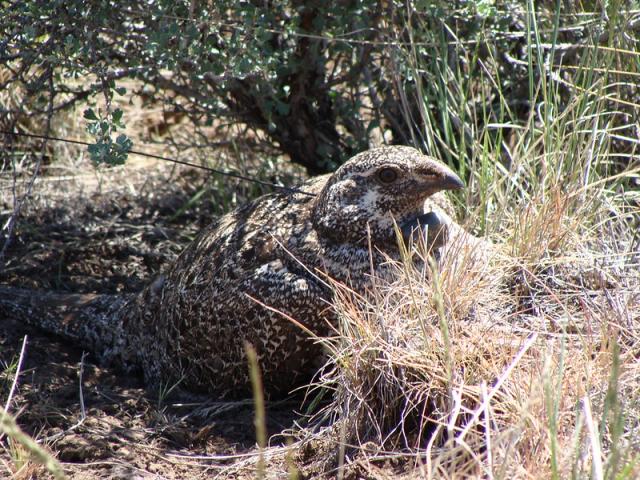 A Greater sage-grouse hen in covering vegetation