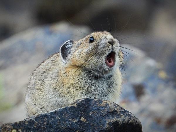 A pika with its mouth open making an "eep!" call