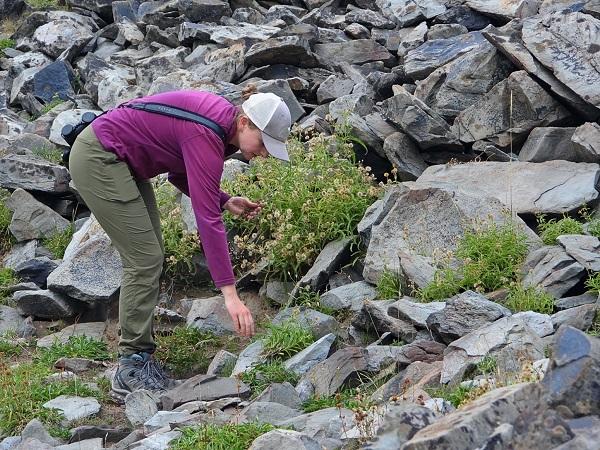Hannah Alverson bending down next to the plants that are used by pikas for food. 