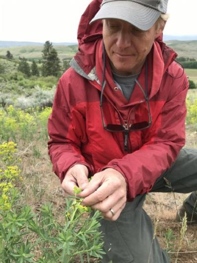 Lonnie Huter bends down to pick some invasive weeds