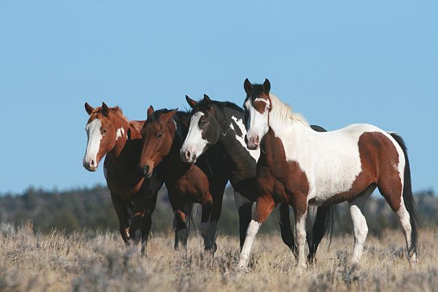 Four horses on the range. 