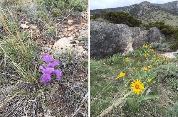 The American vetch and the arrowleaf balsamroot