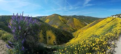 Hills covered in yellow, orange, and purple wild flowers