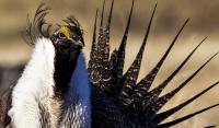 Close up of greater sage grouse. Photo by Bob Wick, BLM.