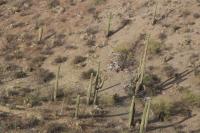 View from above of desert with many saguaro cacti and lots of trash on the ground