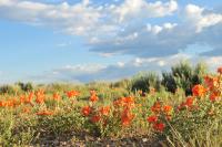 Scarlet globemallow blooms in sage-steppe, southwest Wyoming