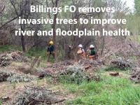 Workers are cutting down russian olive trees. Text says "Billings FO removes invasive trees to improve river and floodplain health