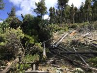 Photo. Daytime; blue, partly cloudy blue skies. Photo. Thinned forested area with scattered woody debris to be stacked up in multiple piles for fuels-burning operations. 
