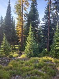 Photo of trees in the forest