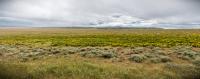 A grassy landscape covered in yellow flowers and sagebrush. 