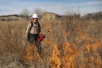 A firefighter uses a drip torch in a tall grass field to conduct a prescribed burn.