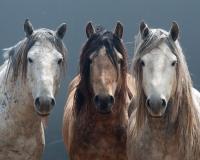 Two light colored horses and one brown horse